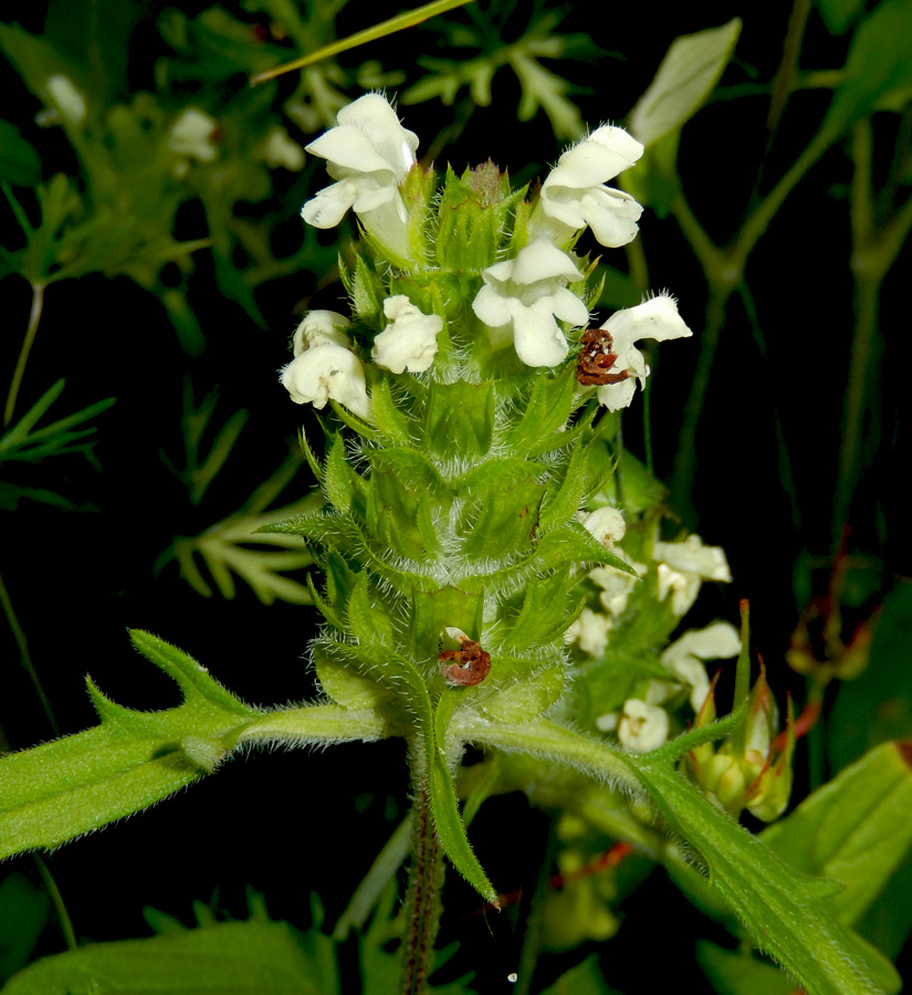 Image of Prunella laciniata specimen.