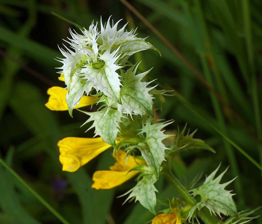 Изображение особи Melampyrum nemorosum.