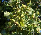 Quercus robur. Ветвь с созревающими желудями. Московская обл., Раменский р-н, окр. ж.-д. платформы Хрипань, опушка леса. 17.08.2016.