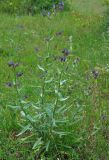 Anchusa leptophylla. Цветущее растение. Крым, Бахчисарайский р-н, Качинский каньон, берег р. Кача, луг. 09.06.2016.