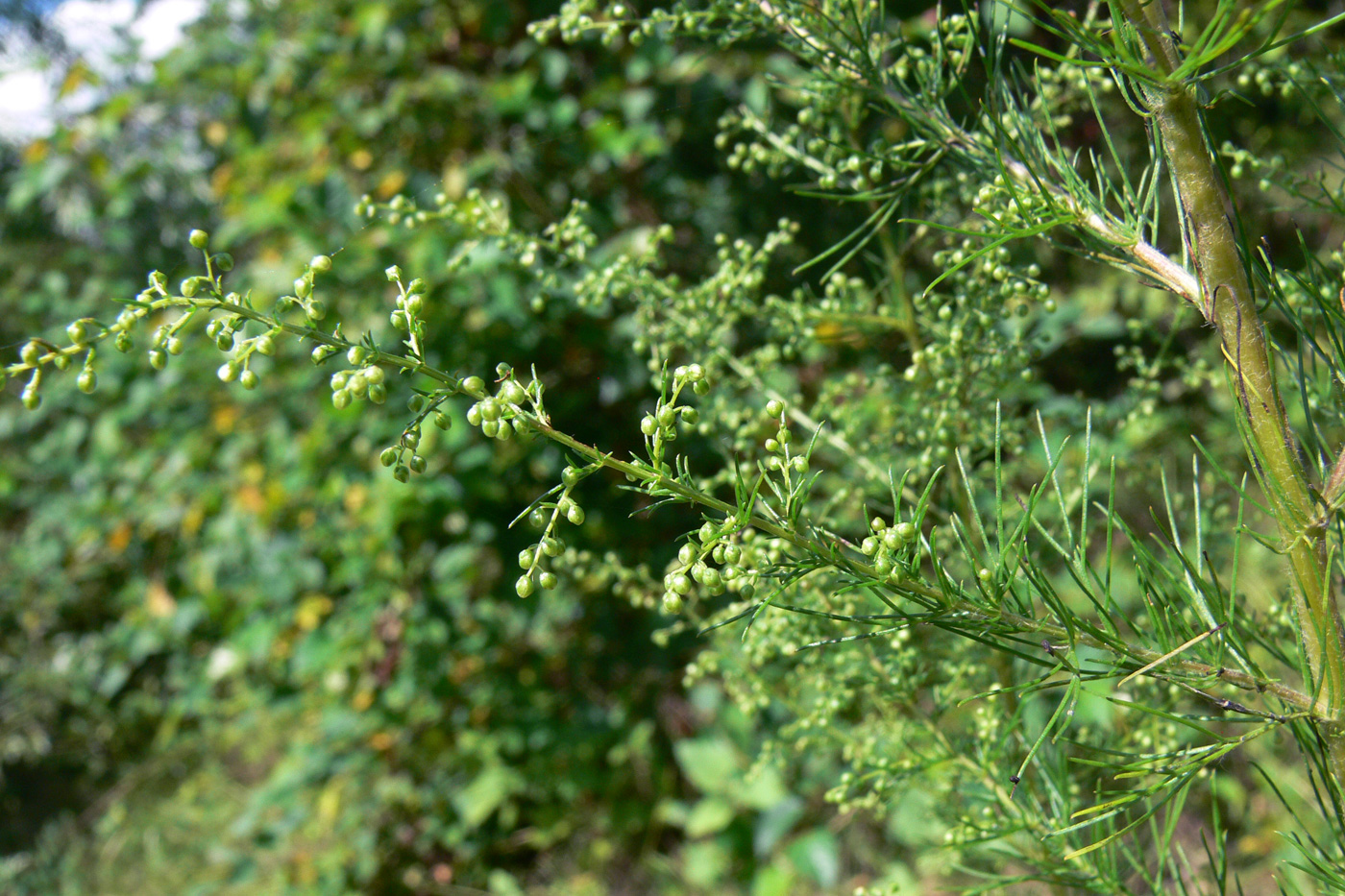 Изображение особи Artemisia scoparia.