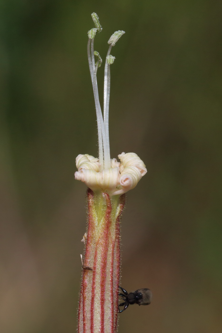 Смолёвка клейкая (Silene viscosa) 