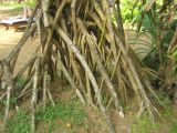 Pandanus tectorius