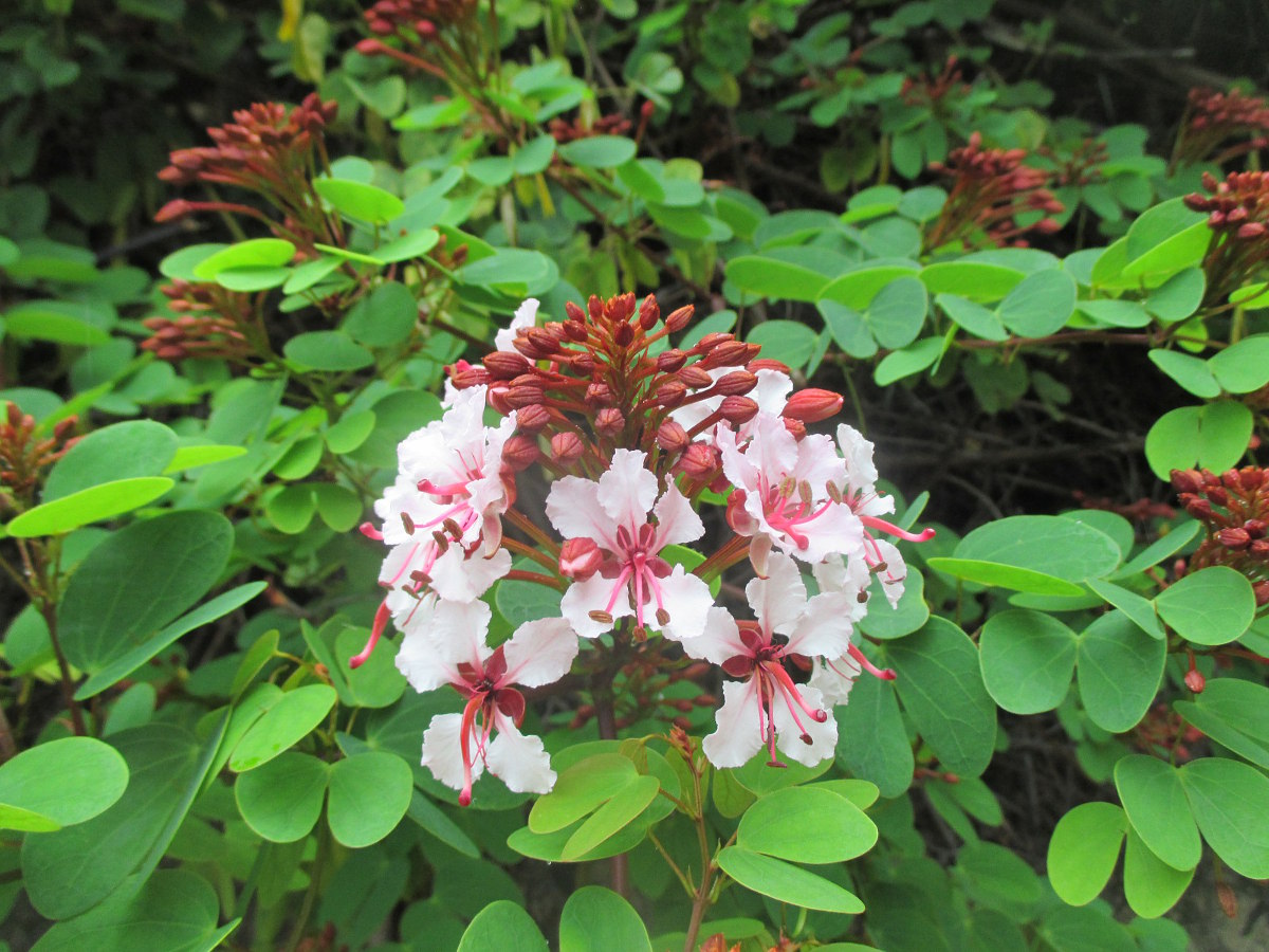 Изображение особи Bauhinia corymbosa.