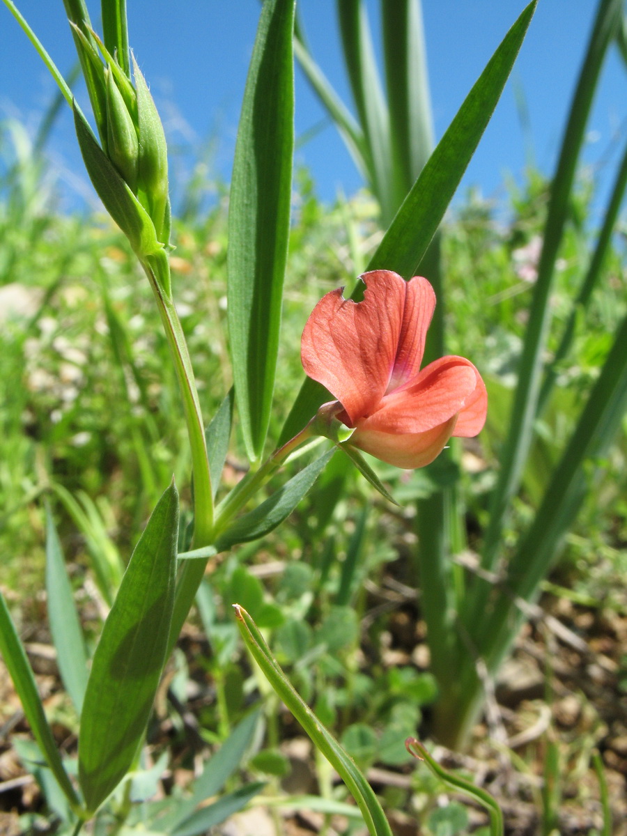 Изображение особи Lathyrus cicera.