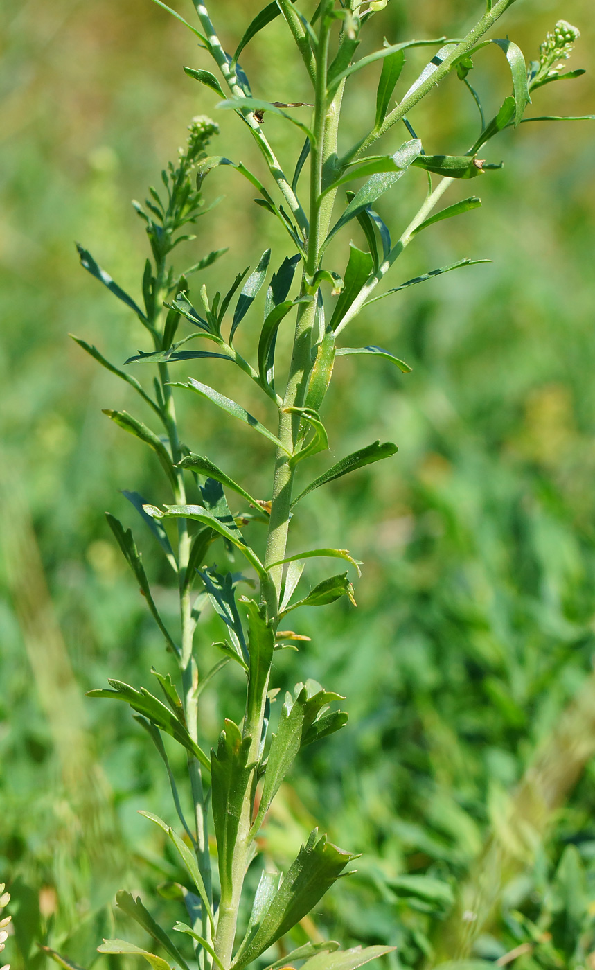 Изображение особи Lepidium densiflorum.