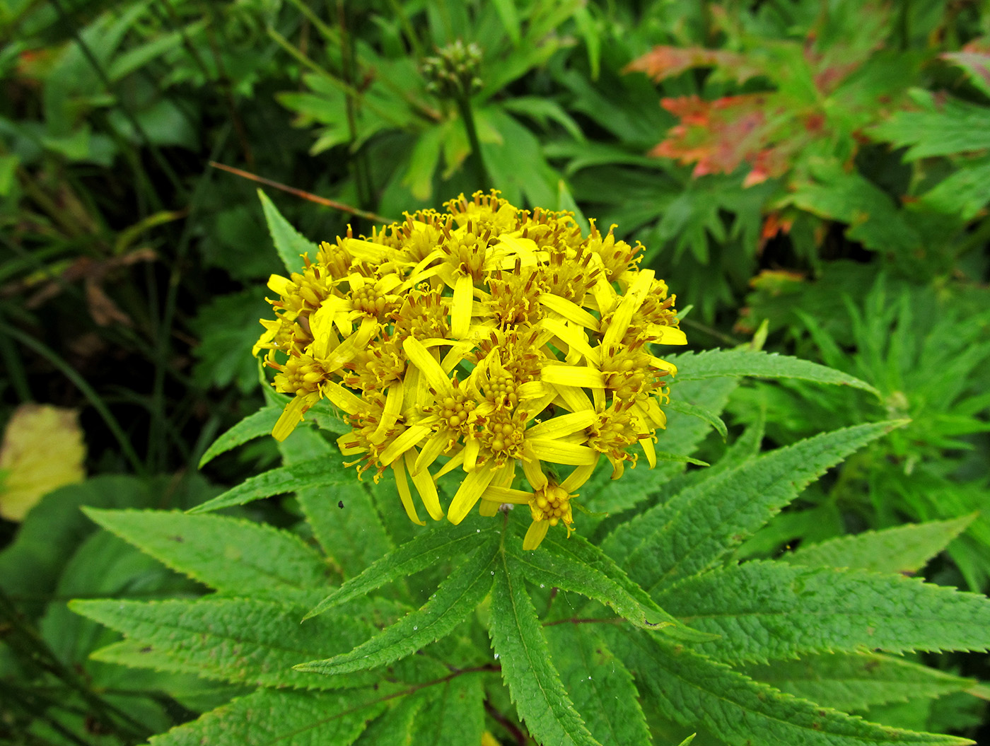 Изображение особи Senecio cannabifolius.