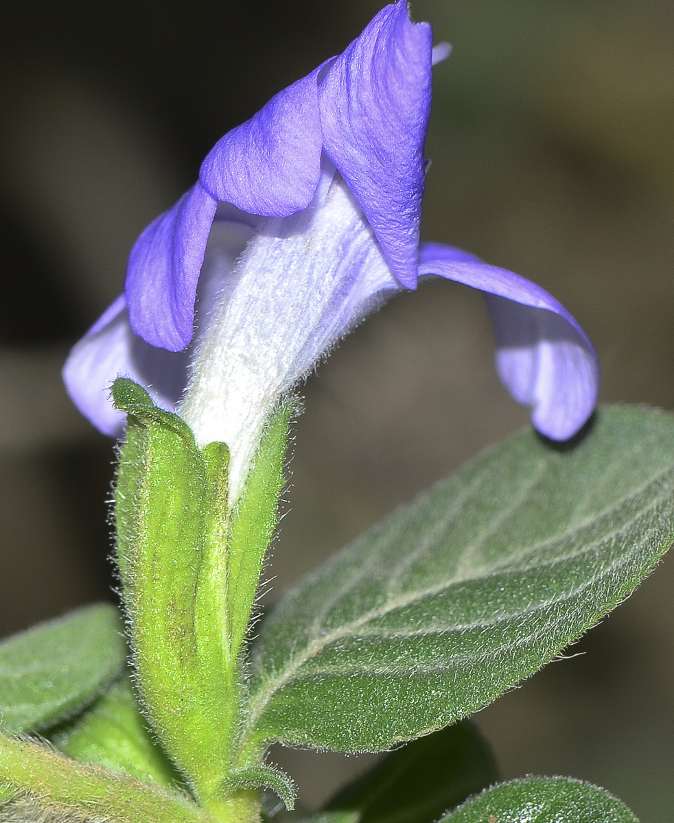 Изображение особи Barleria obtusa.