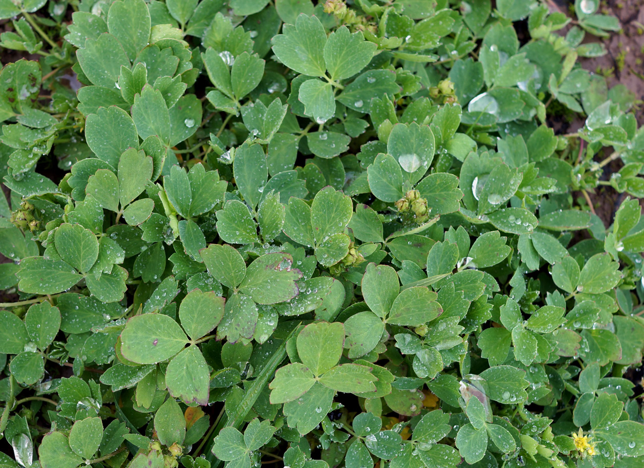 Image of Sibbaldia procumbens specimen.