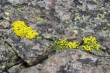Draba bryoides. Цветущие растения. Кабардино-Балкария, Приэльбрусье, гора Чегет, скала рядом с верхней станцией кресельного подъемника, ≈ 3000 м н.у.м. 05.07.2006.
