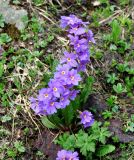 Primula amoena