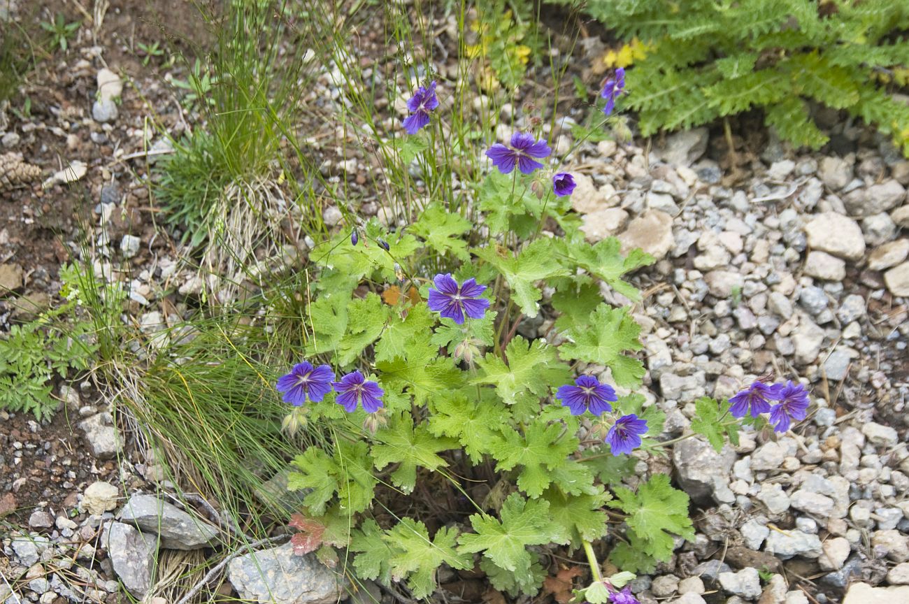 Изображение особи Geranium ibericum.