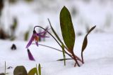 Erythronium sibiricum