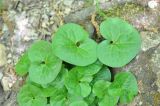 Asarum intermedium