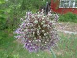 Allium aflatunense