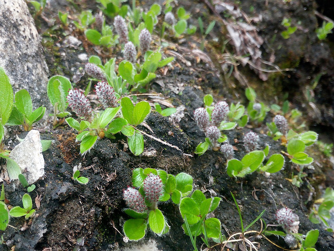 Изображение особи Salix torulosa.