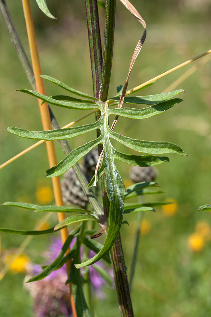 Image of Centaurea scabiosa specimen.