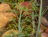 Kleinia articulata. Верхушка и часть побегов. Израиль, Шарон, г. Тель-Авив, ботанический сад университета, в культуре. 23.04.2018.