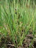 Carex nigra