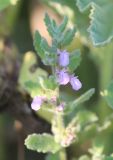 Teucrium scordioides