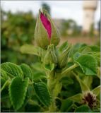 Rosa rugosa. Бутон. Чувашия, г. Шумерля. 8 июля 2010 г.