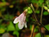 Linnaea borealis