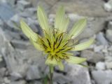 Tragopogon dubius