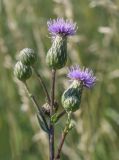 Cirsium canum