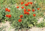 Papaver pavoninum