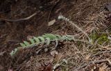 Oxytropis kungurensis. Вегетирующее растение аномально сухим летом. Пермский край, Кунгурский р-н, долина р. Ирень в ниже урочища Кокуй, склон прибрежного скальника, сложенного из гипсов и ангидритов кунгурского яруса перми, разреженный сосновый лес. 6 августа 2022 г.