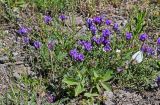 Astragalus danicus