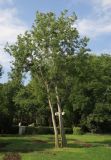 Celtis australis. Вегетирующие деревья. Болгария, г. Бургас, Приморский парк, в культуре. 16.09.2021.