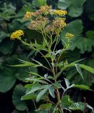 Senecio cannabifolius