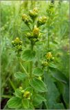 Hypericum maculatum