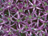 Allium stipitatum