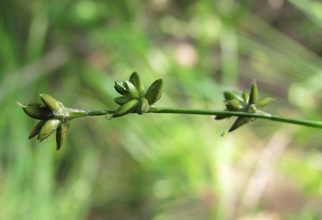 Изображение особи Carex loliacea.