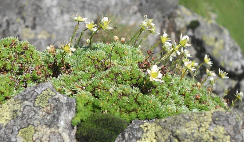 Изображение особи Saxifraga bryoides.