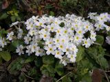 Primula vulgaris