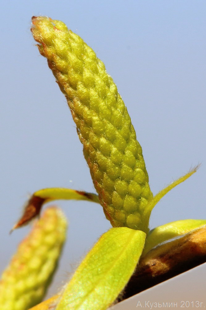 Изображение особи Salix &times; sepulcralis.