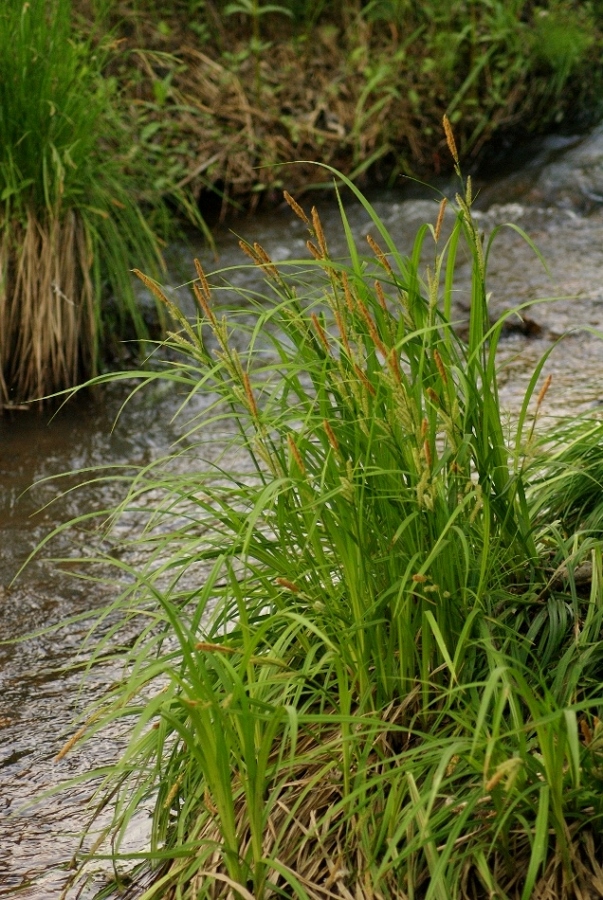 Image of Carex dispalata specimen.