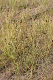 Carex subphysodes. Плодоносящие растения. Южный Казахстан, восточная граница пустыни Кызылкум. 04.05.2013.