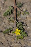 Tribulus terrestris