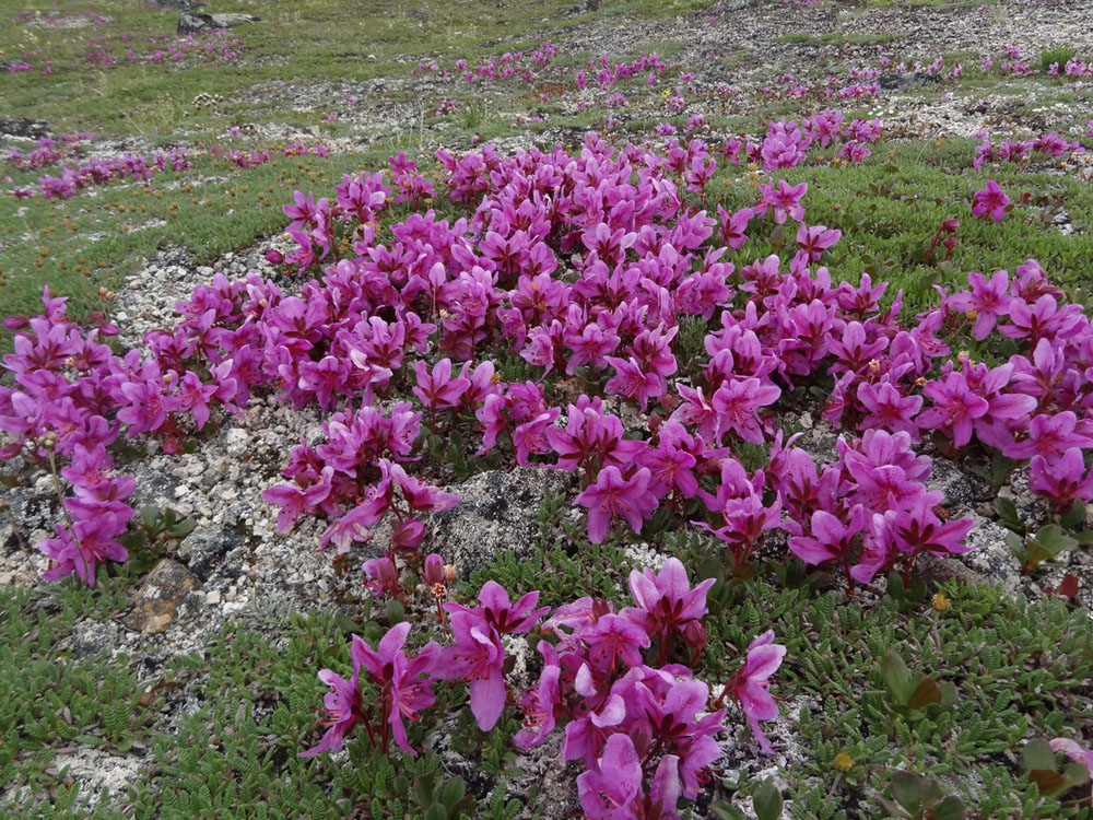 Изображение особи Rhododendron camtschaticum ssp. glandulosum.
