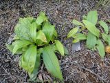 Smilacina trifolia. Плодоносящие растения. Республика Бурятия, Баунтовский эвенкийский р-н, окр. пос. Северный, долина р. Има, перелесок на речном песчаном аллювии, под ивами. 04.08.2013.