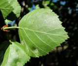 genus Betula