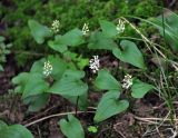 Maianthemum bifolium