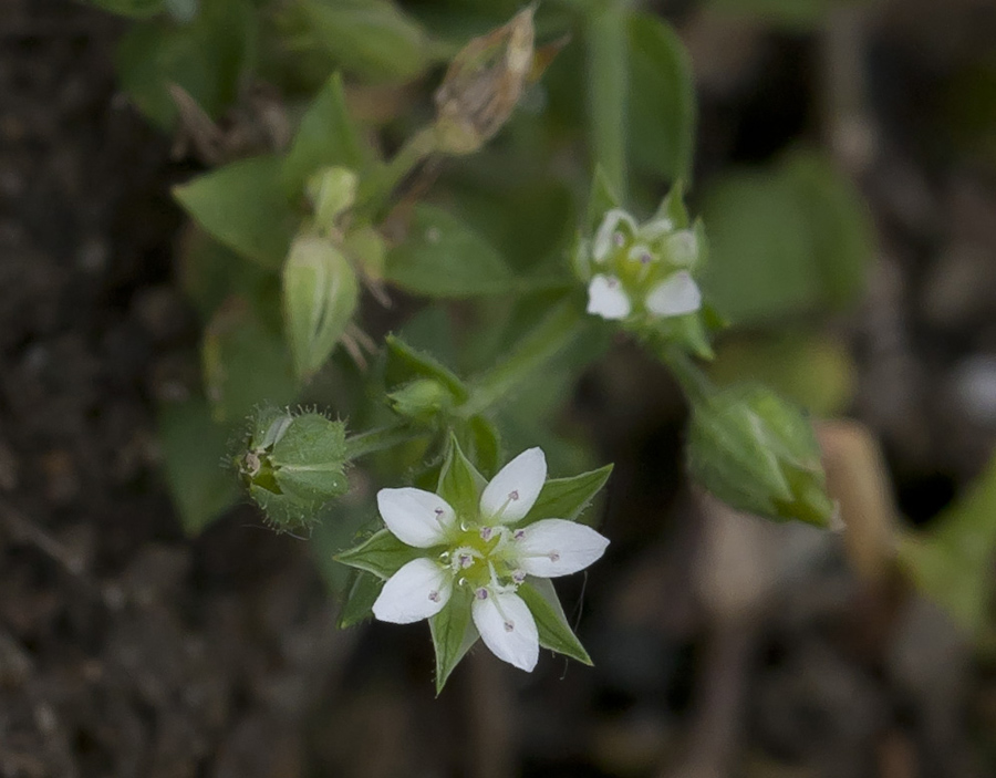 Изображение особи Arenaria uralensis.