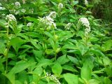 Lysimachia clethroides. Цветущее растение. Удмуртия, г. Ижевск, Ботанический сад Удмуртского госуниверситета. 10.07.2009.