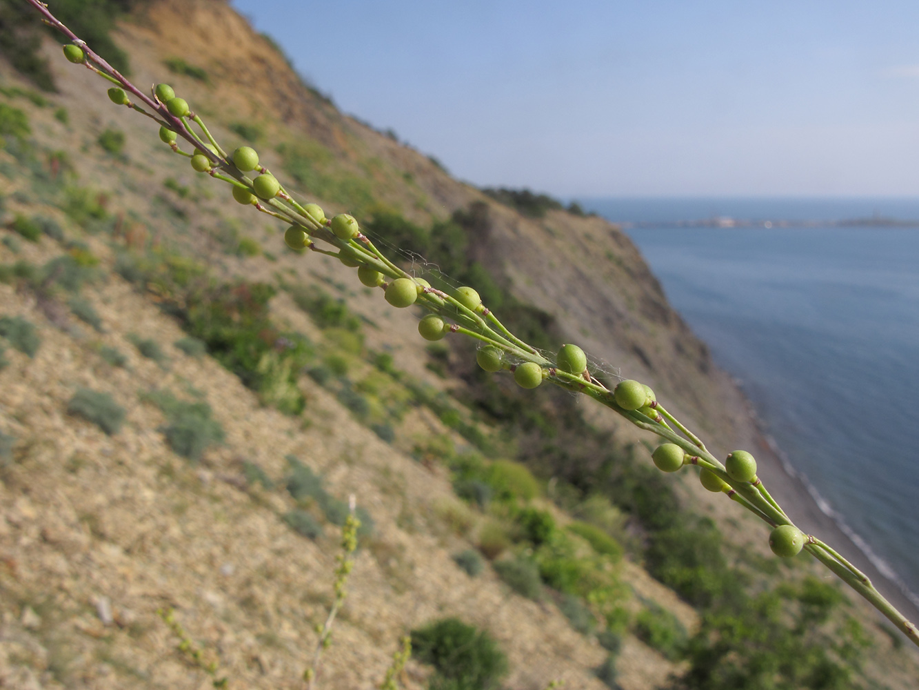 Изображение особи Crambe koktebelica.