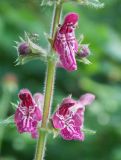 Stachys sylvatica